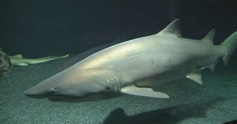 After hours, please enjoy a previously recorded livestream segment. . Baltimore aquarium sharks